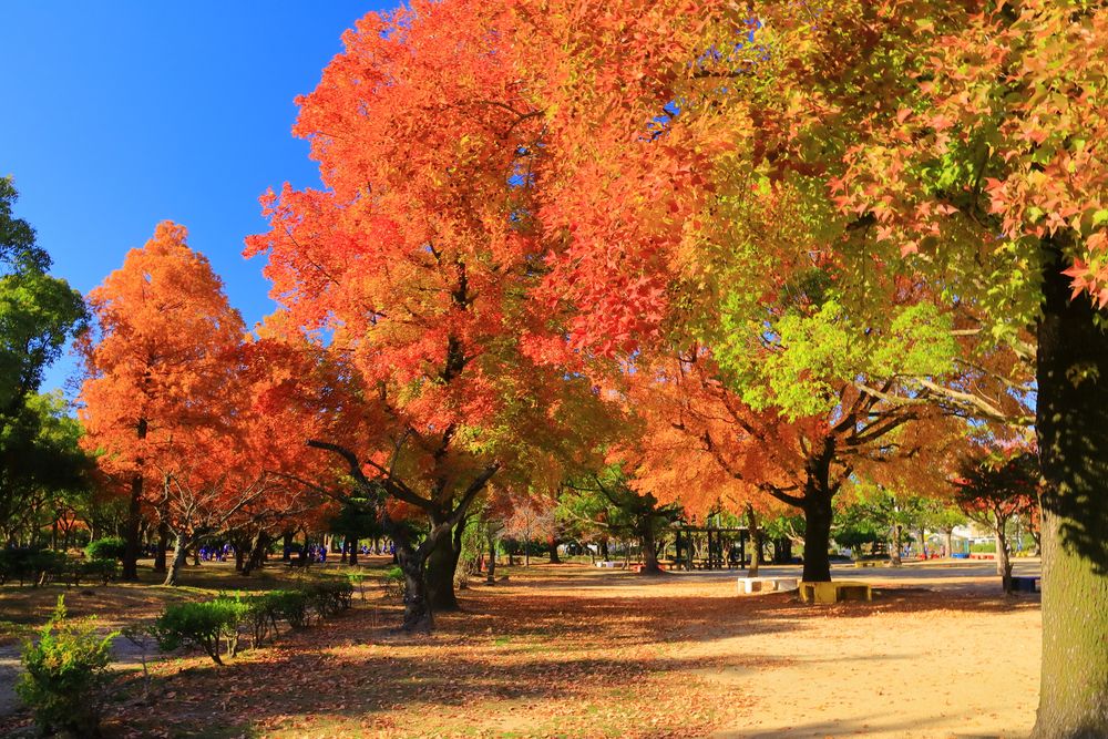 西武庫公園の画像 - 4枚目
