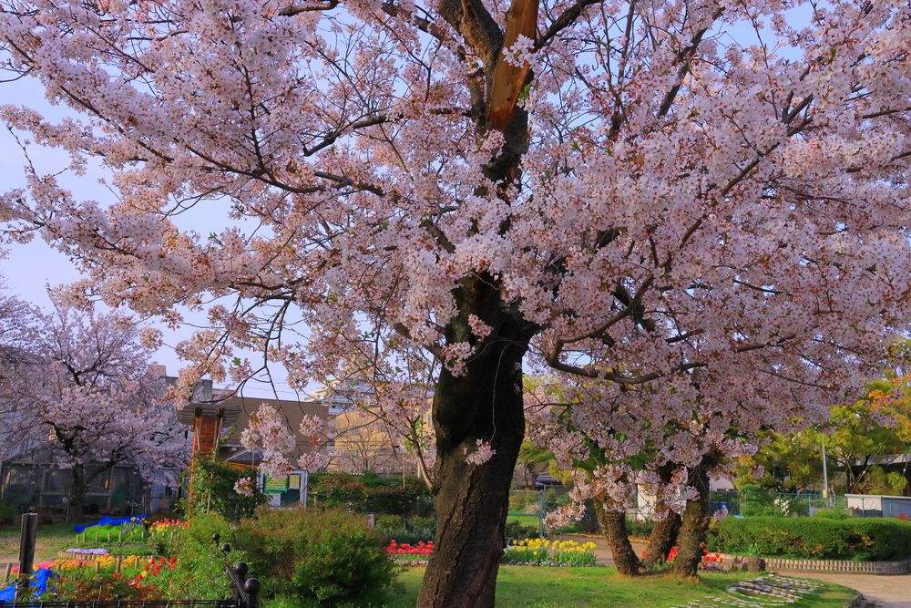西武庫公園の画像 - 6枚目