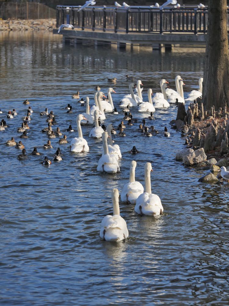 昆陽池公園の画像 - 2枚目