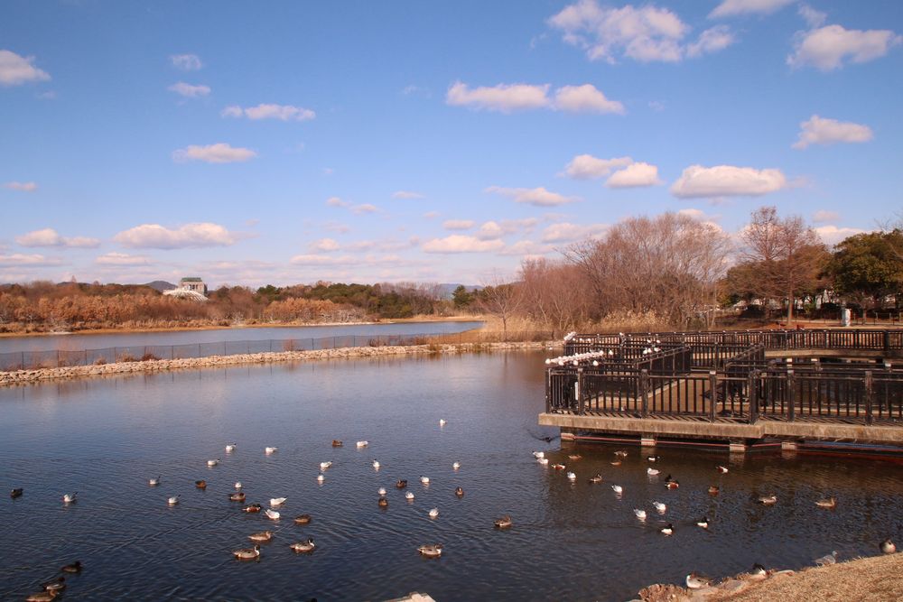 昆陽池公園の画像 - 3枚目