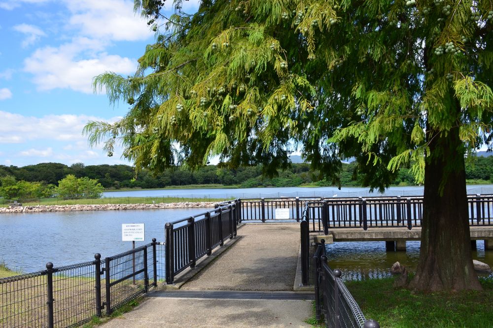 昆陽池公園の画像 - 5枚目