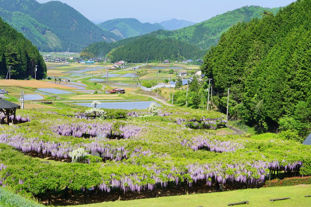 白井大町藤公園の画像 - 2枚目