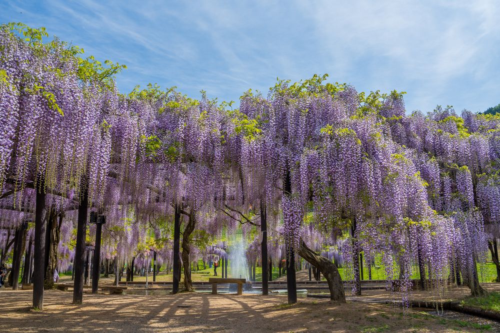 白井大町藤公園の画像 - 3枚目