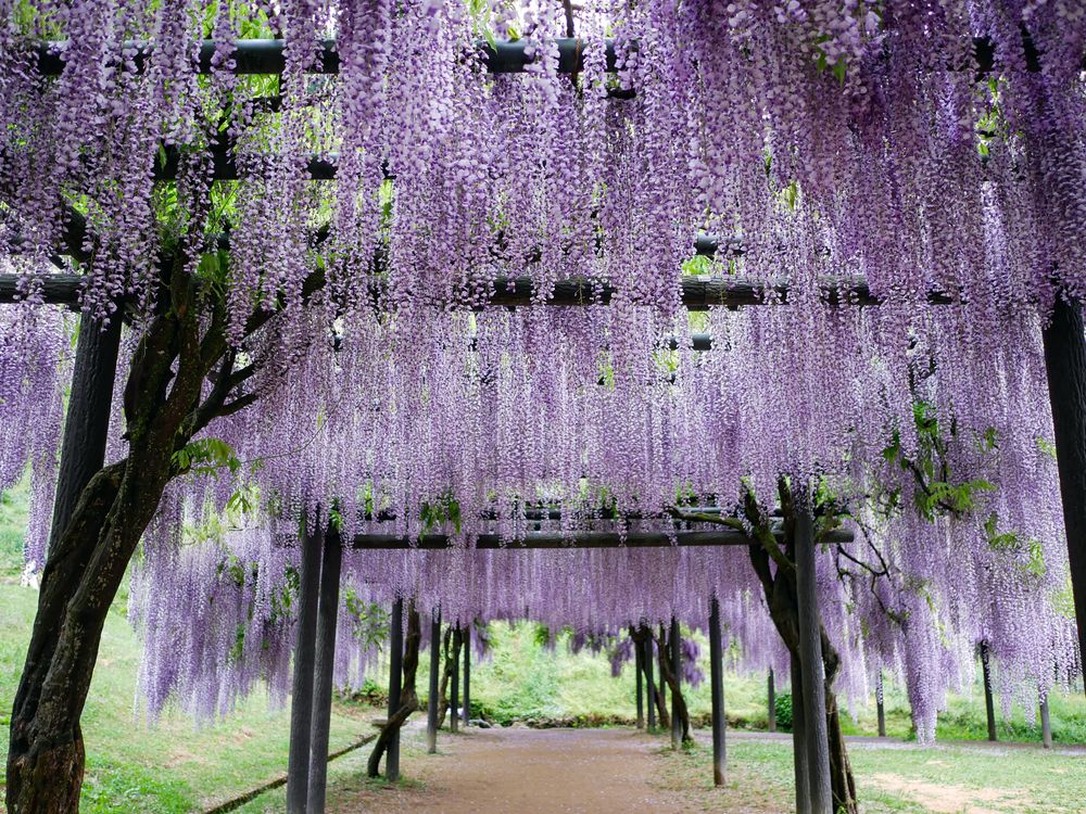 白井大町藤公園の画像 - 4枚目