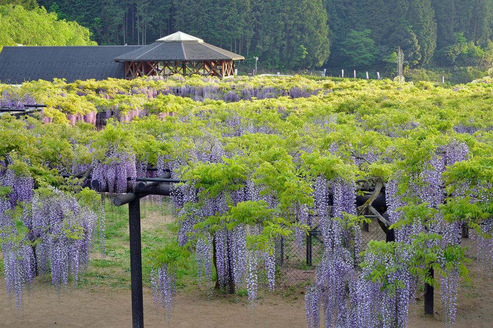 白井大町藤公園の画像 - 5枚目