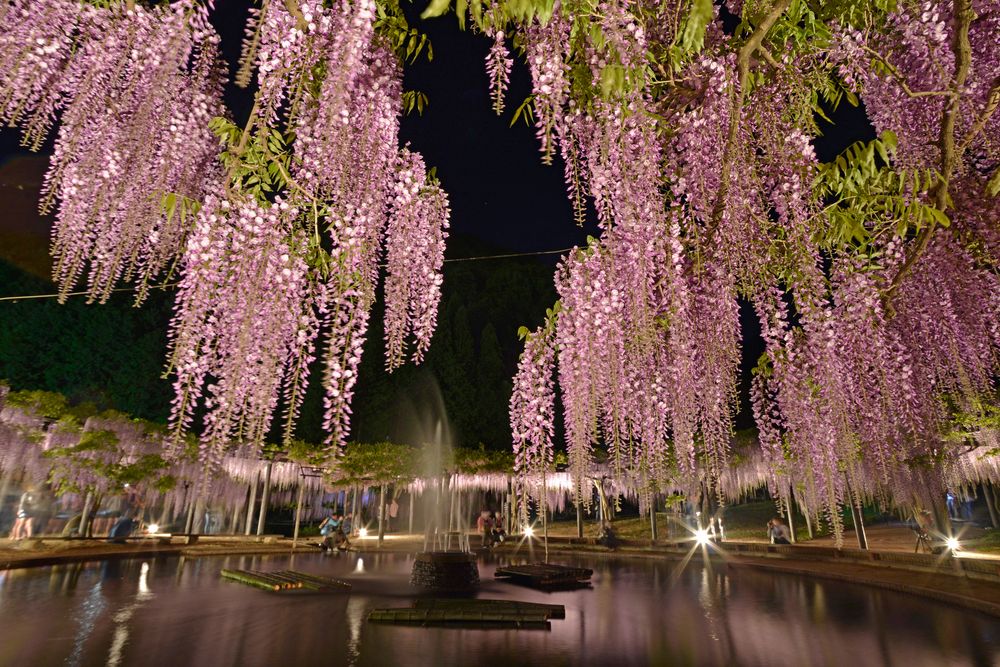 白井大町藤公園