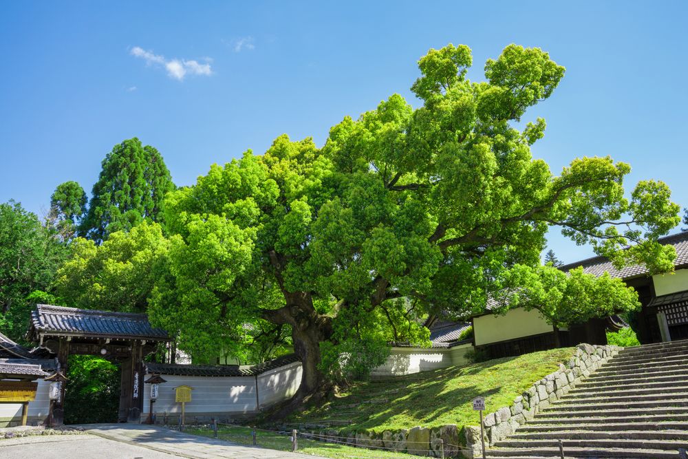 青蓮院の画像 - 3枚目