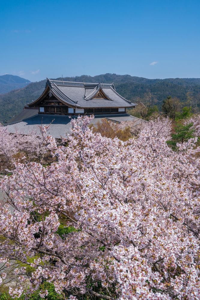 青蓮院の画像 - 5枚目
