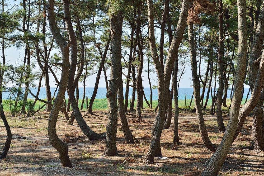 慶野松原海水浴場の画像 - 2枚目