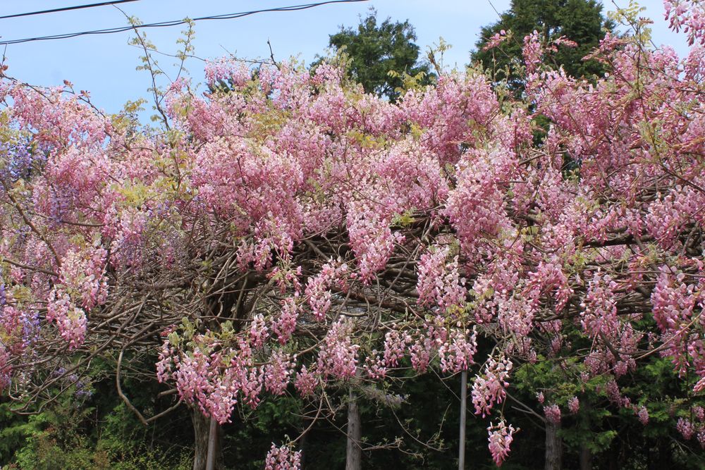 みやまの里森林公園の画像 - 2枚目
