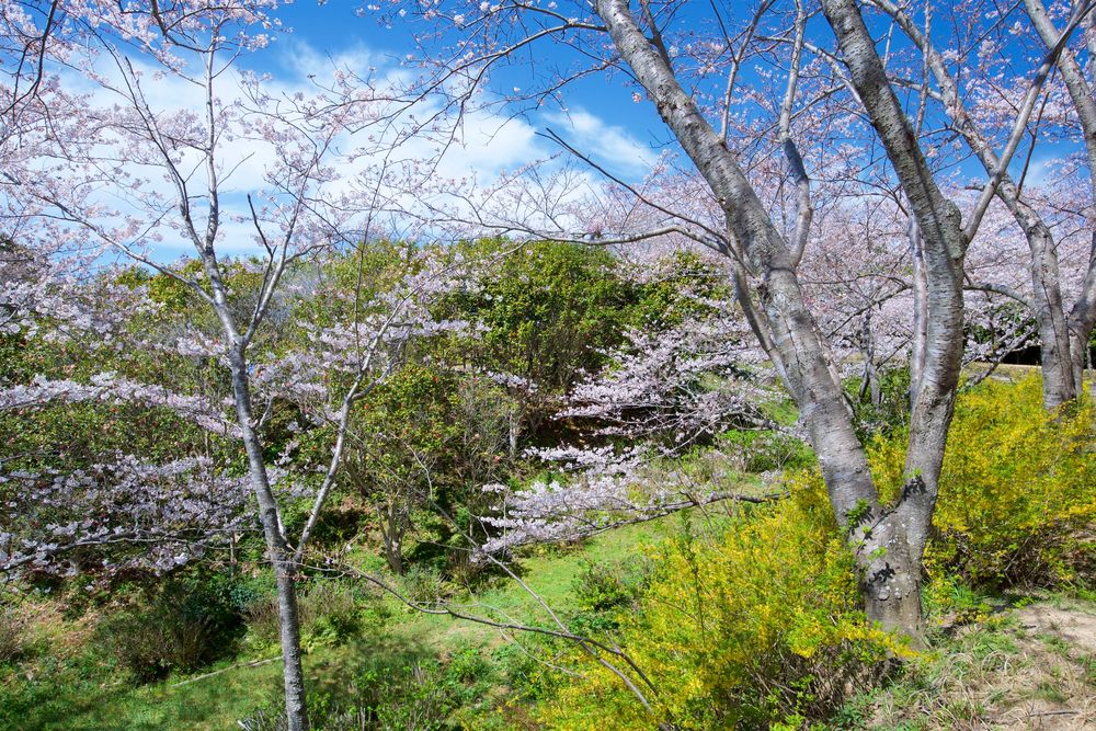 平草原公園の画像 - 2枚目