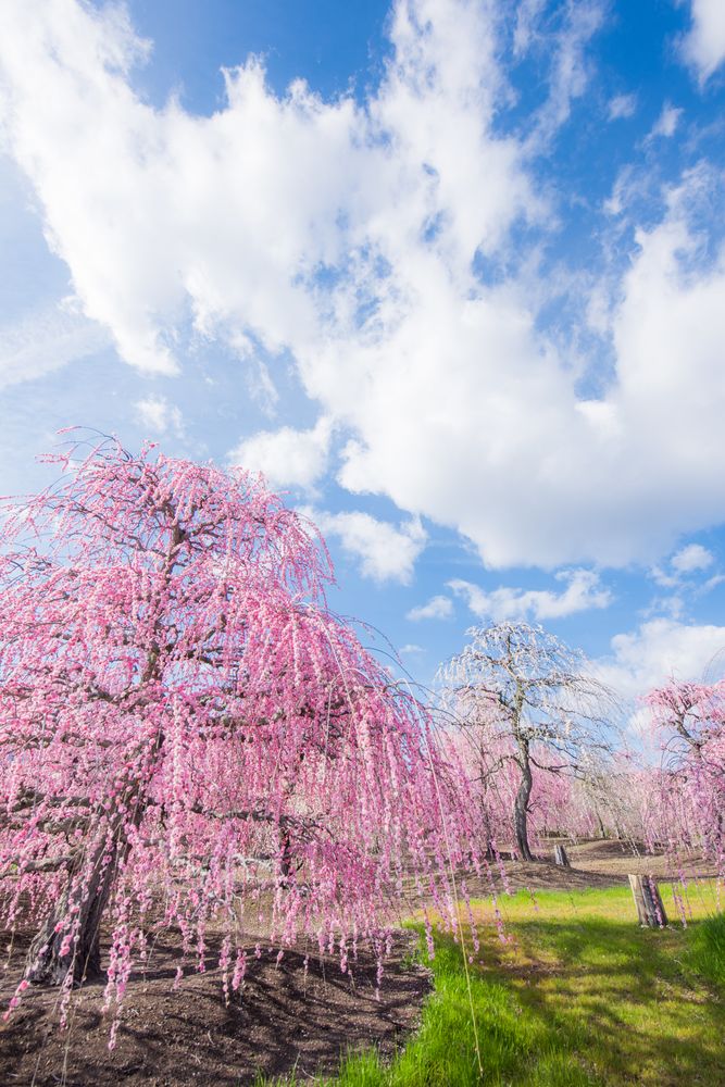 鈴鹿の森庭園の画像 - 2枚目