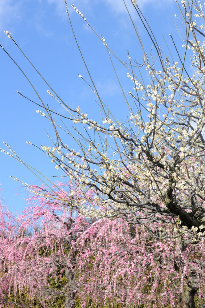 鈴鹿の森庭園の画像 - 3枚目