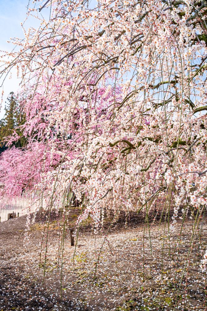 鈴鹿の森庭園の画像 - 6枚目