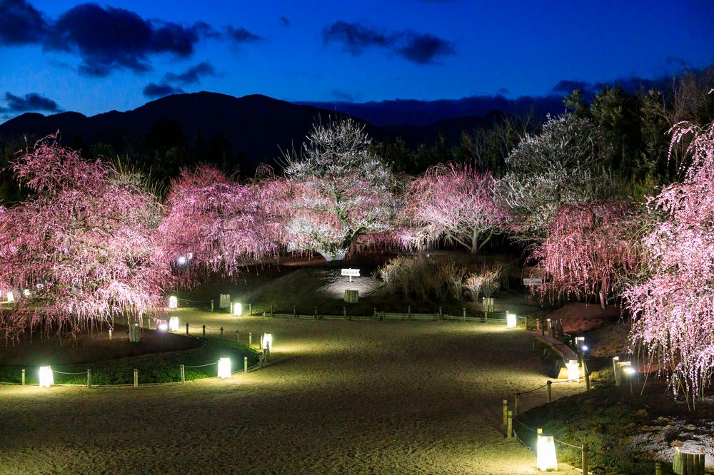 鈴鹿の森庭園の画像 - 7枚目