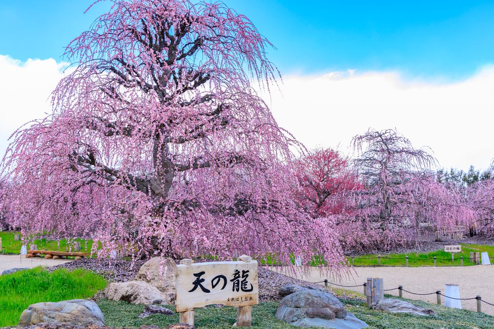 鈴鹿の森庭園の画像 - 8枚目