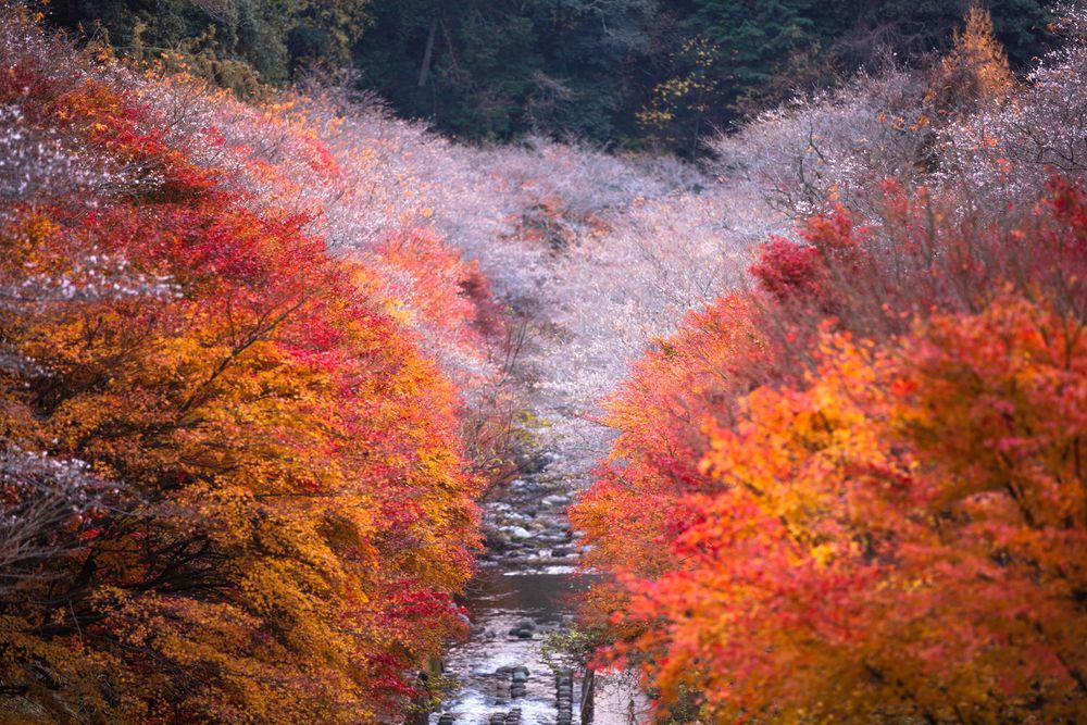小原四季桜の画像 - 2枚目