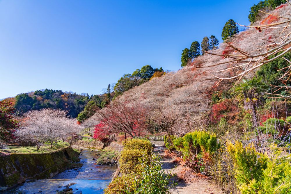 小原四季桜の画像 - 3枚目