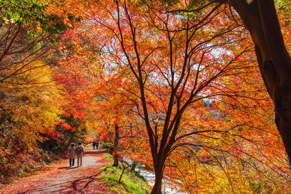 小原四季桜の画像 - 4枚目
