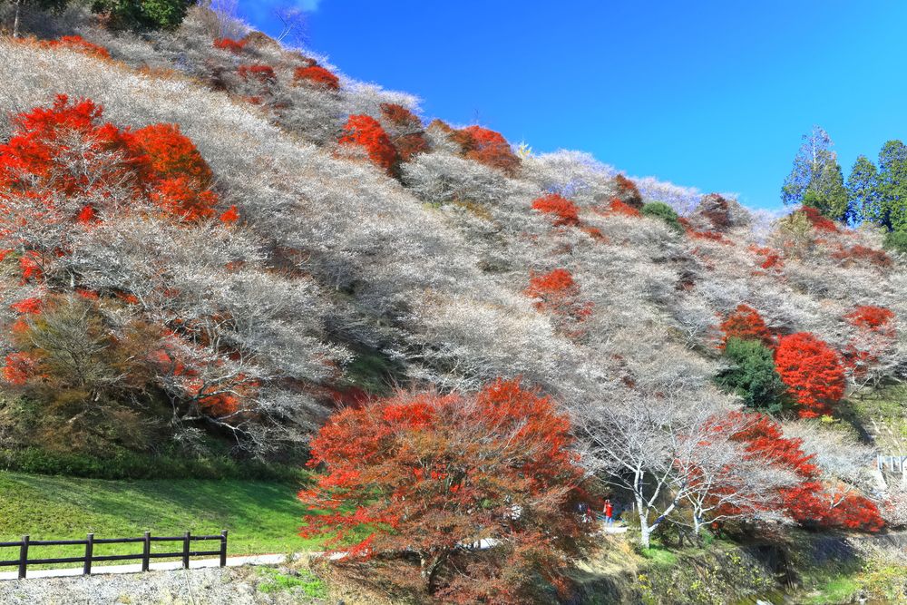 小原四季桜の画像 - 5枚目