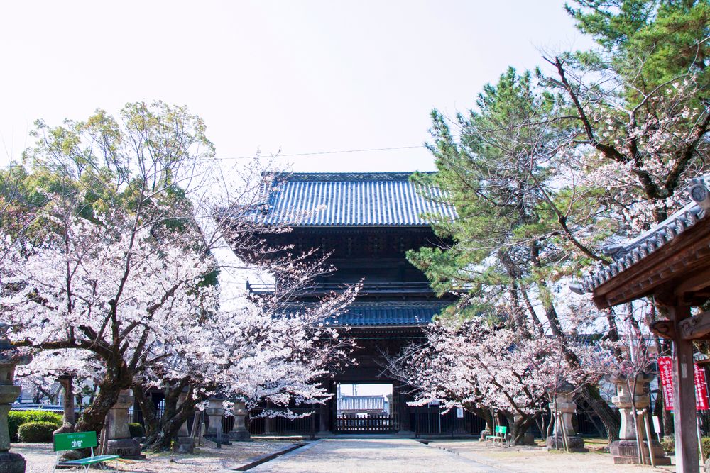 大樹寺の画像 - 4枚目