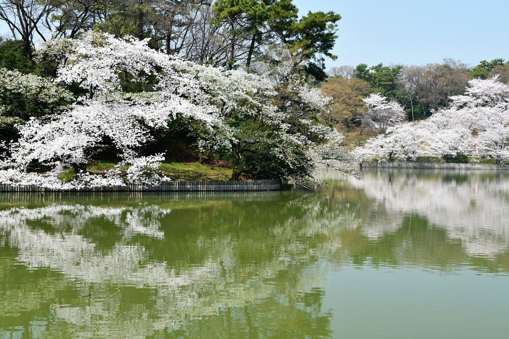 大池公園の画像 - 2枚目