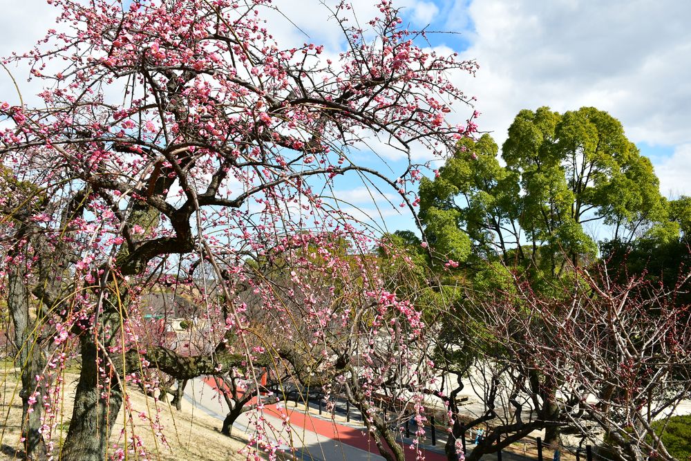大池公園の画像 - 3枚目