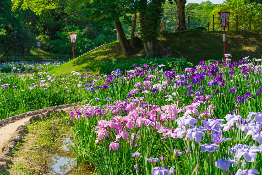 大池公園の画像 - 5枚目
