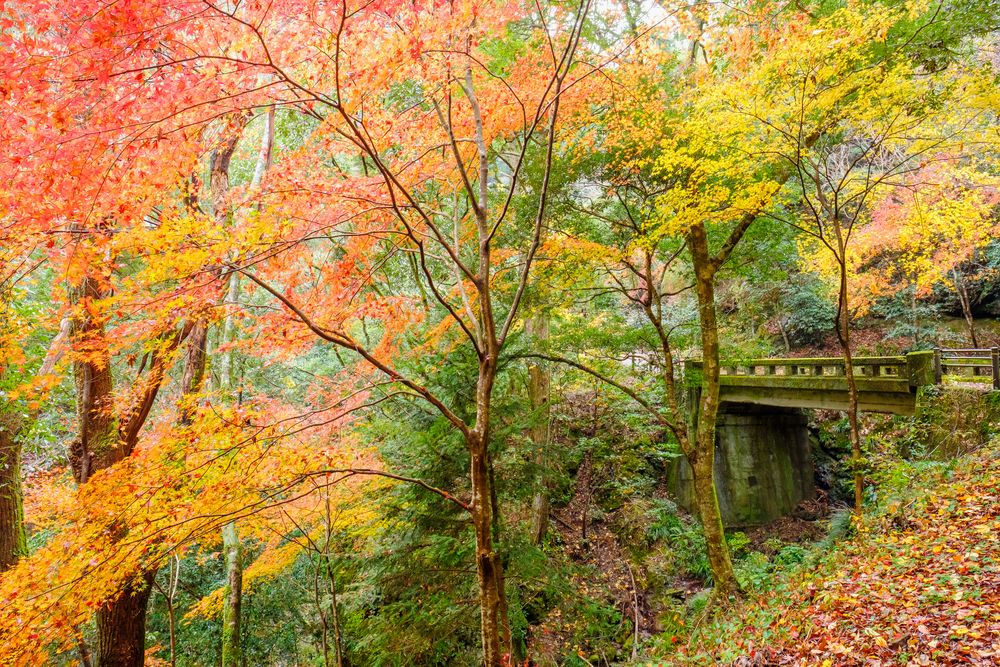 阿寺の七滝の画像 - 5枚目