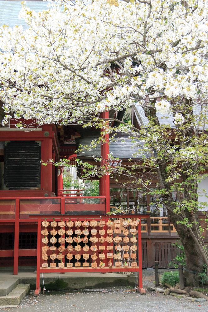 鶴岡八幡宮の画像 - 2枚目