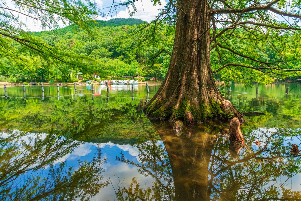 春日井市都市緑化植物園（グリーンピア春日井）の画像 - 2枚目