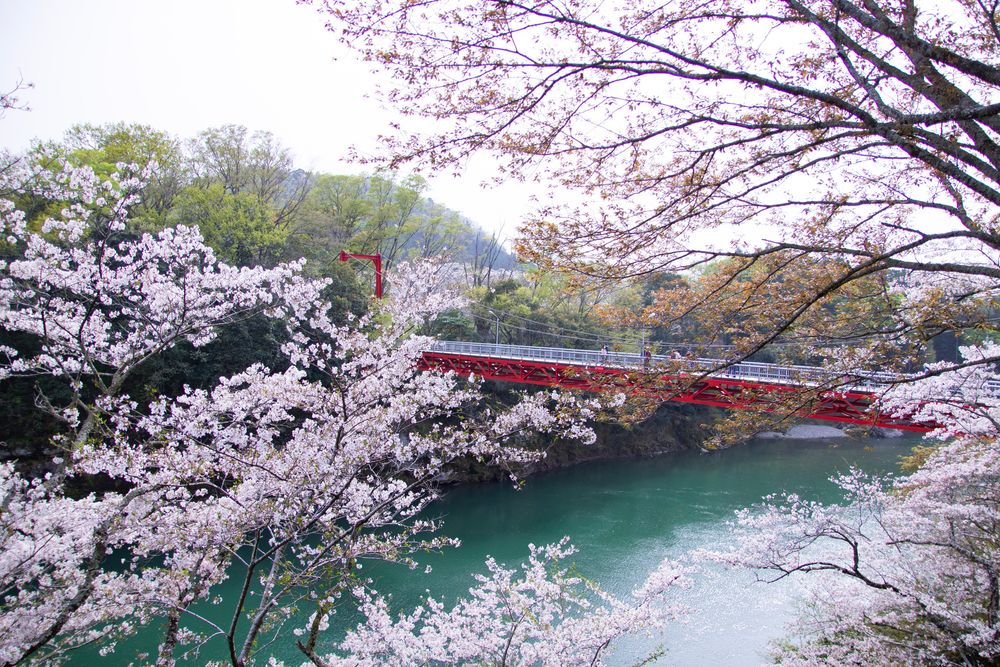 桜淵公園の画像 - 2枚目