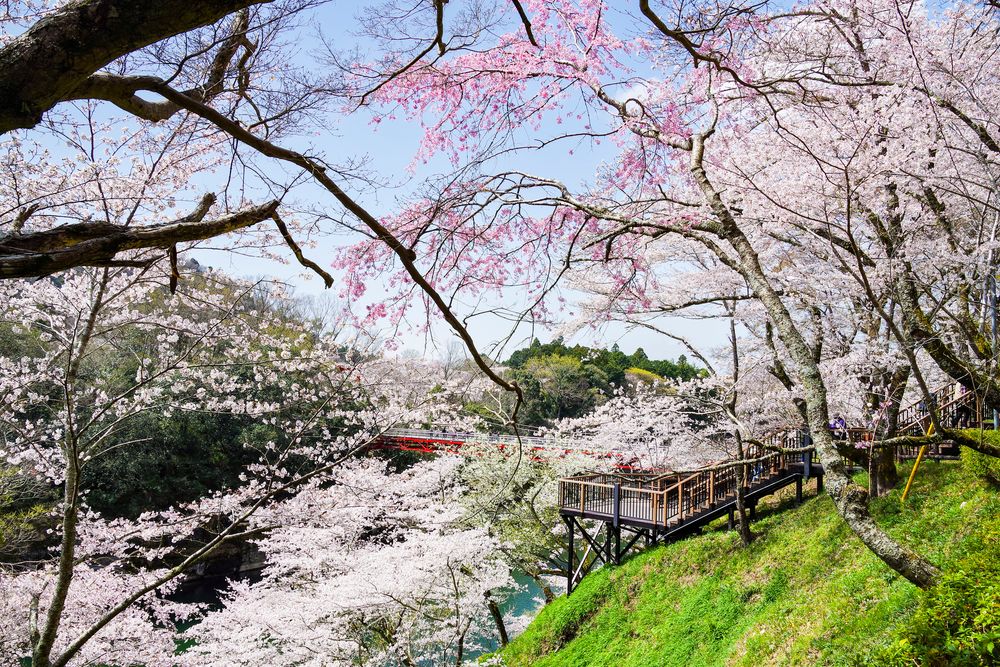桜淵公園の画像 - 5枚目