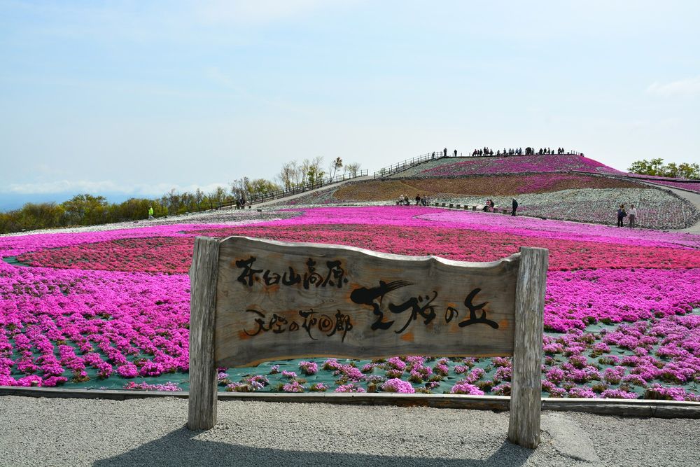 芝桜の丘の画像 - 2枚目