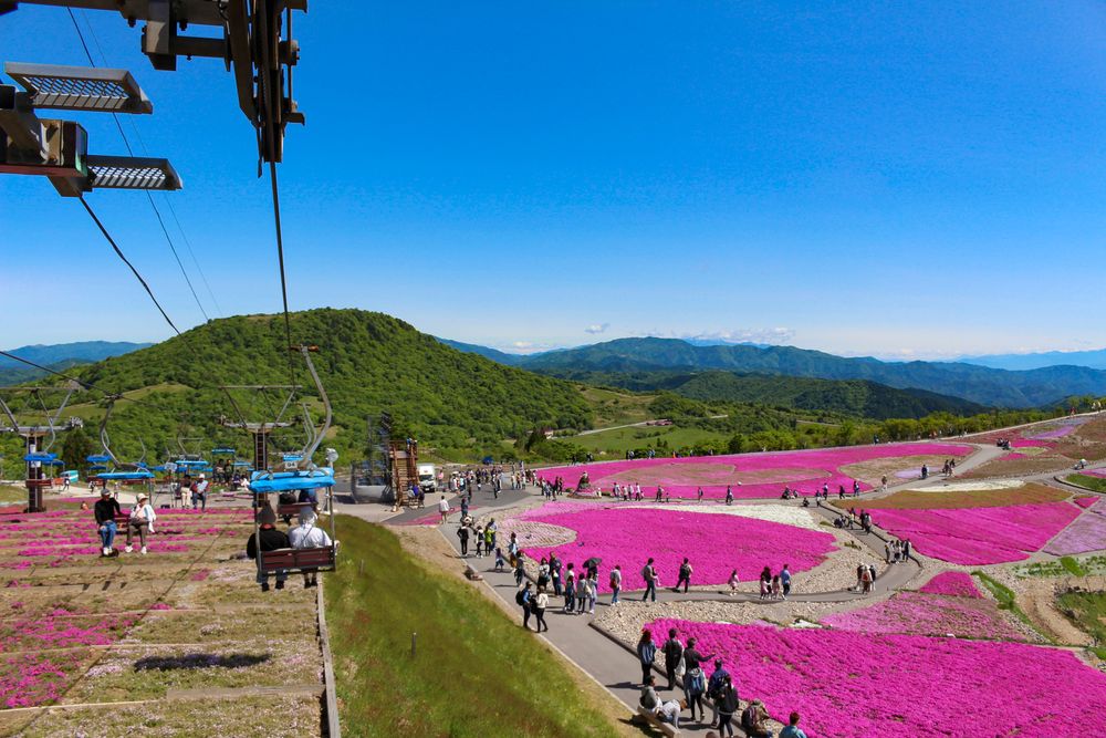 芝桜の丘の画像 - 4枚目