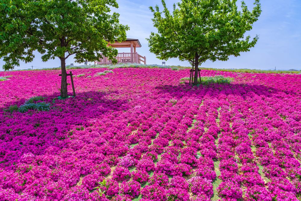 芝桜の丘の画像 - 5枚目