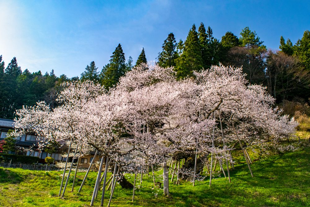 臥龍公園の画像 - 3枚目