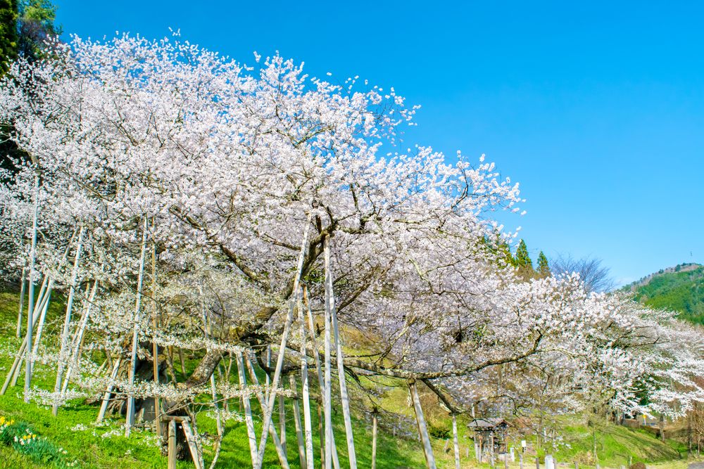 臥龍公園の画像 - 5枚目