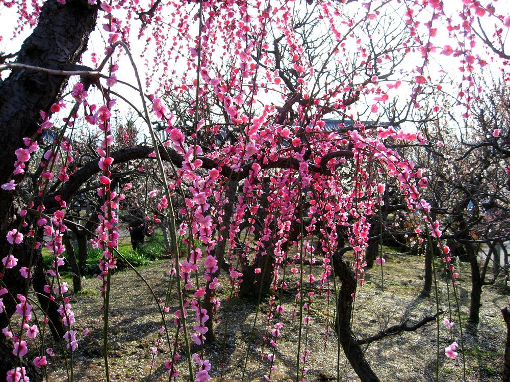 安八百梅園の画像 - 2枚目