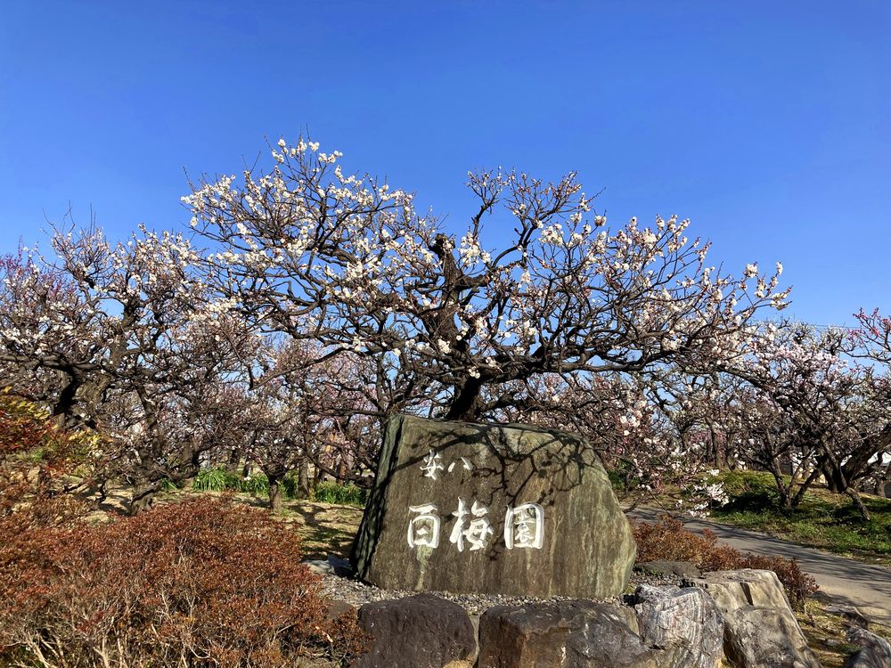 安八百梅園