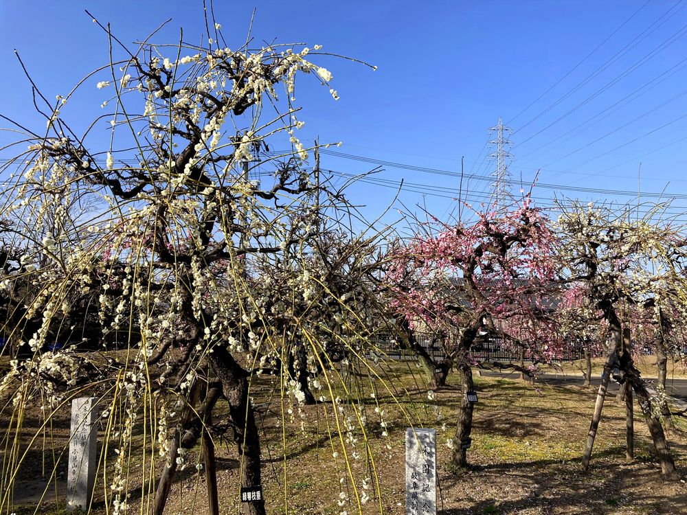 安八百梅園の画像 - 3枚目