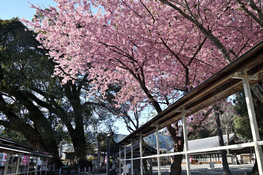 尾鷲神社の画像 - 2枚目
