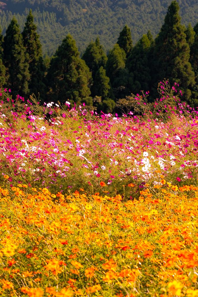生駒高原の画像 - 5枚目