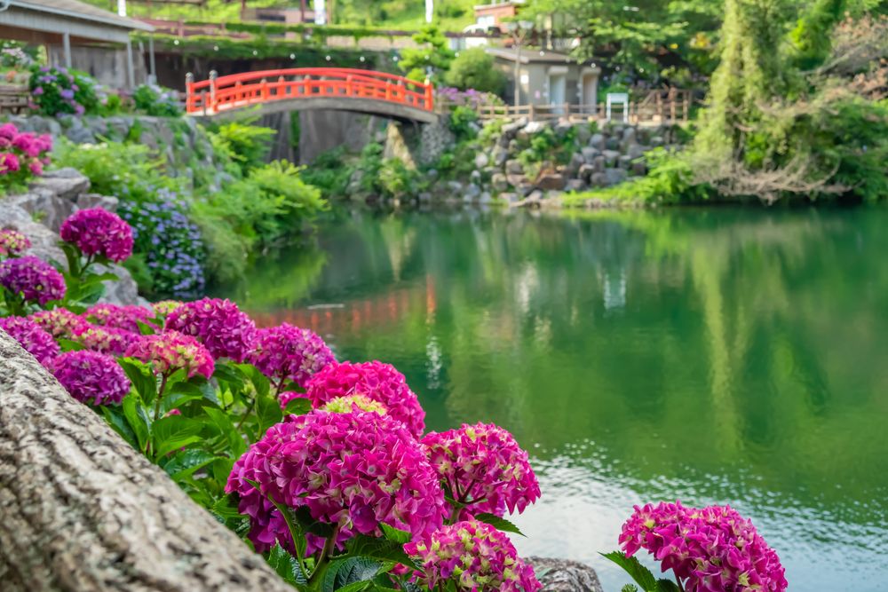 形原温泉 あじさいの里の画像 - 3枚目