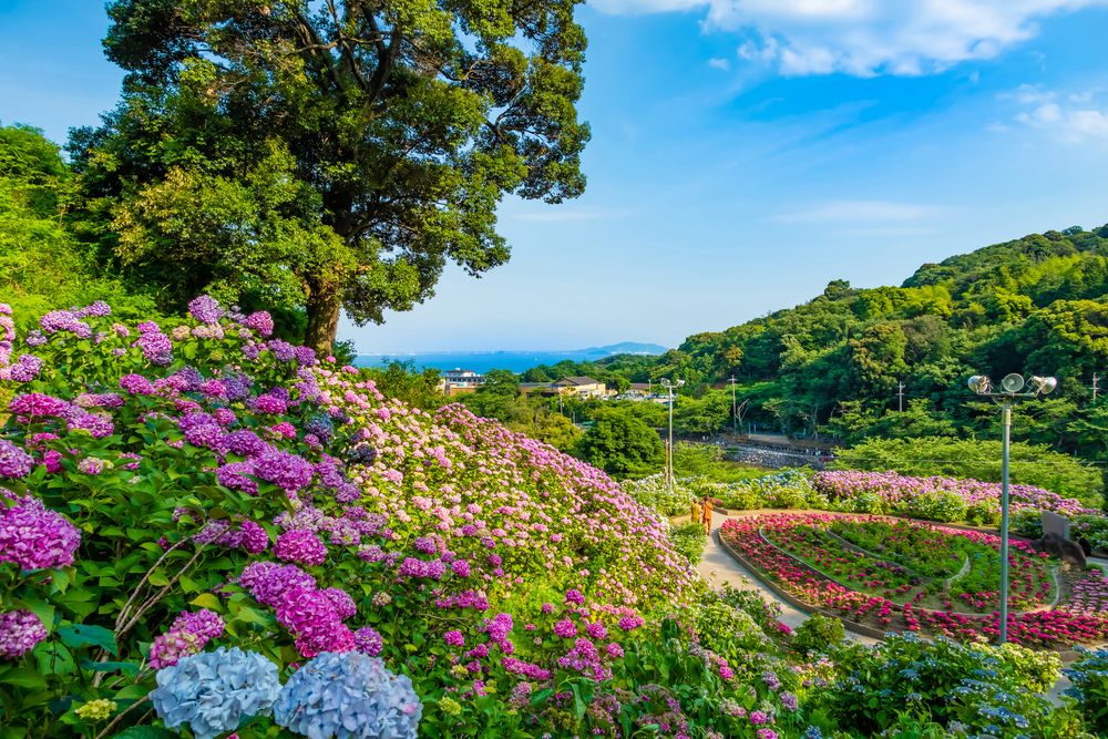 形原温泉 あじさいの里の画像 - 4枚目