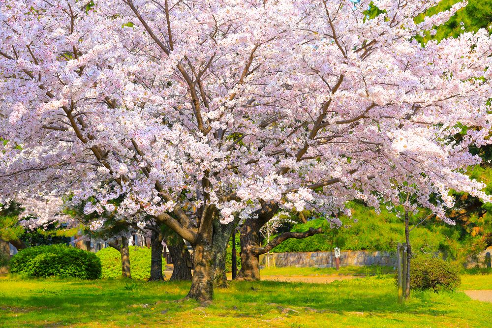 豊橋公園の画像 - 4枚目
