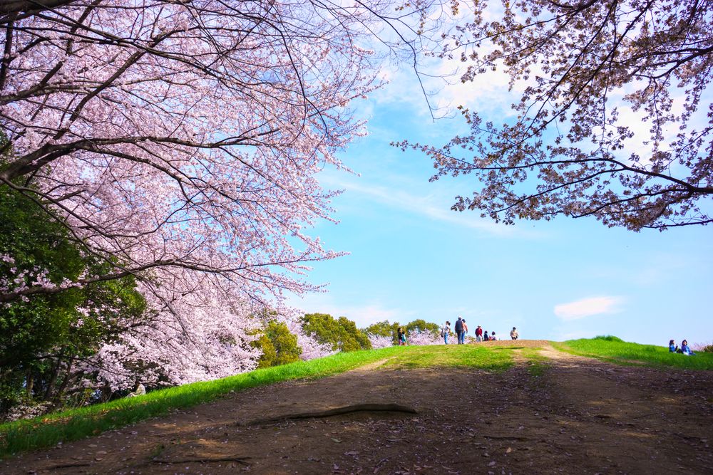 大泉緑地の画像 - 2枚目