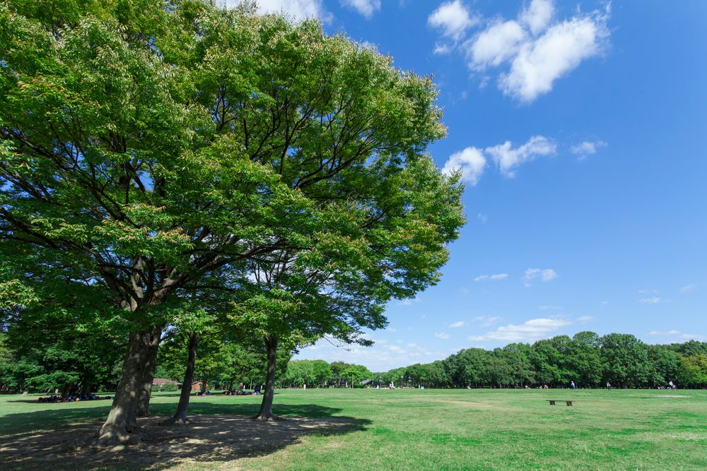 大泉緑地の画像 - 4枚目