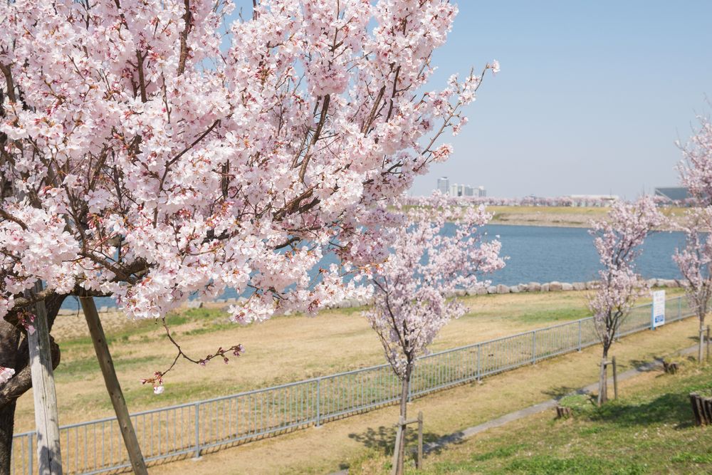 狭山池の画像 - 4枚目