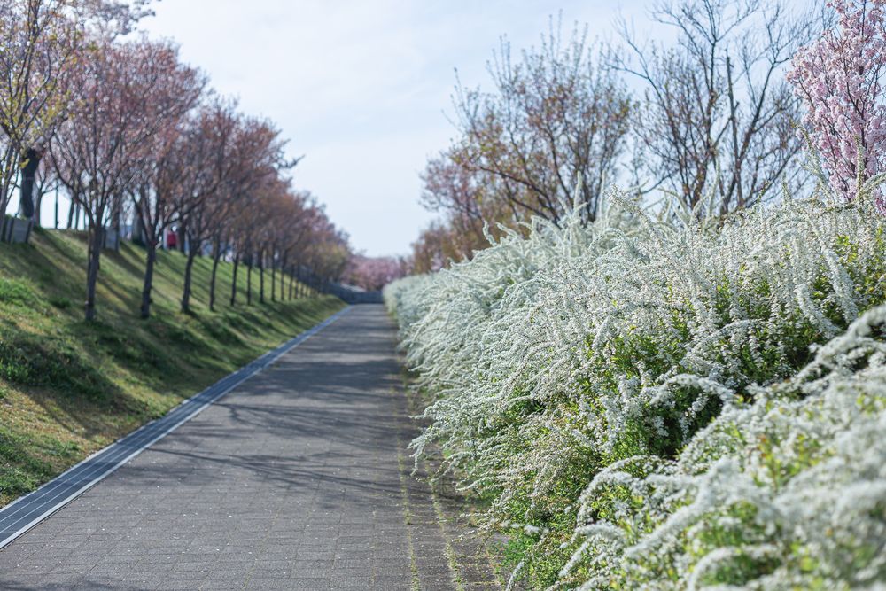 狭山池の画像 - 5枚目